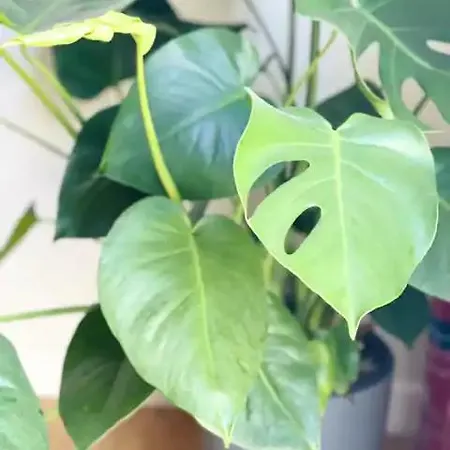 Appartamento Zeus - Luxury